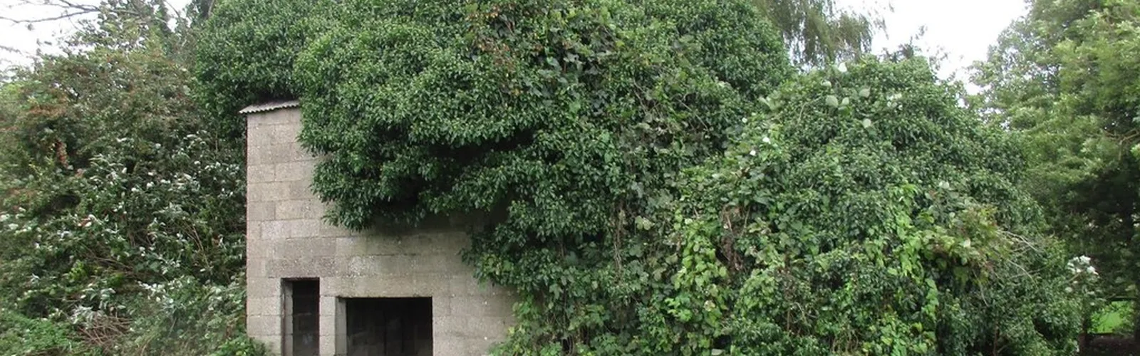 Générateurs d'arbres et de plantes 3D